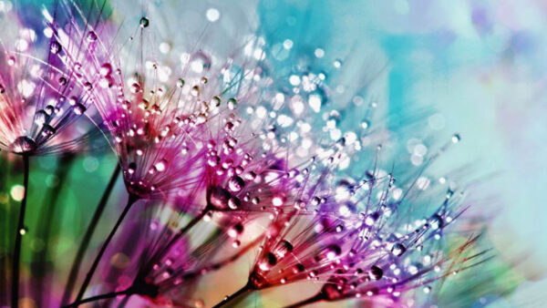 Wallpaper Water, Photography, Flowers, Background, With, Bokeh, Colorful, Drops