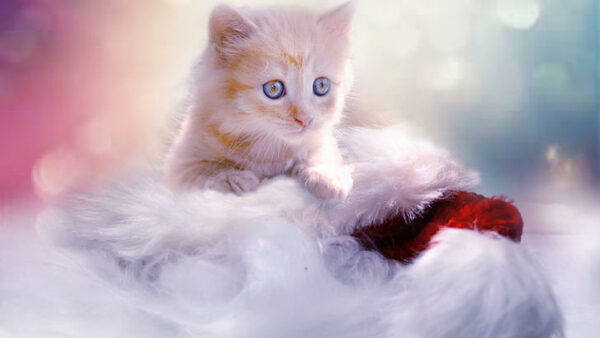 Wallpaper Blue, Brown, Fur, Cloth, Blur, Cat, White, Eyes, Background, Kitten