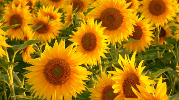 Wallpaper Field, View, Green, Sunflowers, Flowers, Closeup, Yellow, Leaves