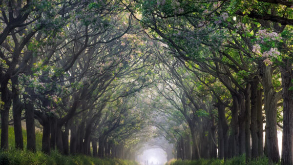 Wallpaper Leafed, Nature, Spring, Between, Autumn, Green, Path, Trees, Grass, Field