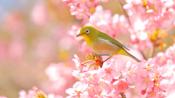 Wallpaper Green, Blossom, Blur, Desktop, Bird, Tree, Japanese, Birds, Branch, Background, Cherry, White-Eye, Sakura, Flowers, Perching, Pink, Mobile