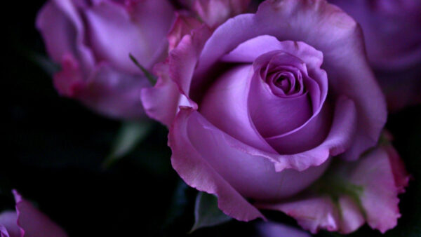 Wallpaper Rose, Bud, Purple, Petals, Flower