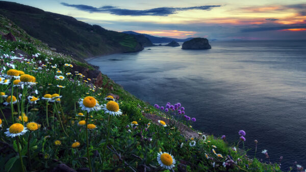 Wallpaper White, Yellow, View, Nature, Under, Ocean, Chrysanthemum, Blue, Black, Closeup, Sky, Clouds, Mountains, Flowers