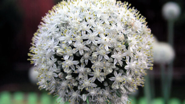 Wallpaper Background, White, Flowers, Blur, Closeup, View