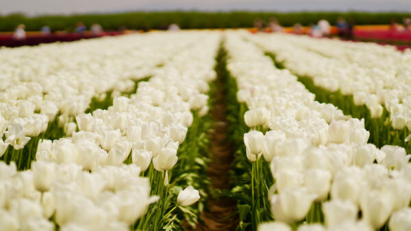 Wallpaper Flowers, Field, Spring, Tulip, White