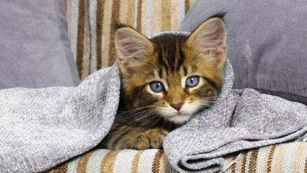 Wallpaper Ash, With, Cat, Covered, Cloth, Kitten, Eyes, Black, Cute, Brown