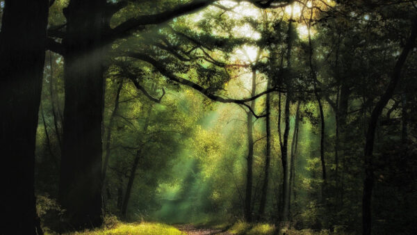 Wallpaper Green, Sunlights, Forest, Nature, Through, Trees