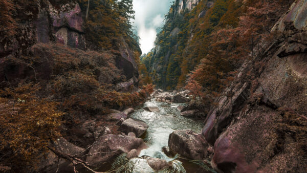 Wallpaper Nature, Stream, Water, Trees, Desktop, River, Bushes, Mobile, Stones, Rocks