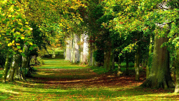 Wallpaper Yellow, Grass, Dry, Autumn, Trees, Leaves, Green, Nature