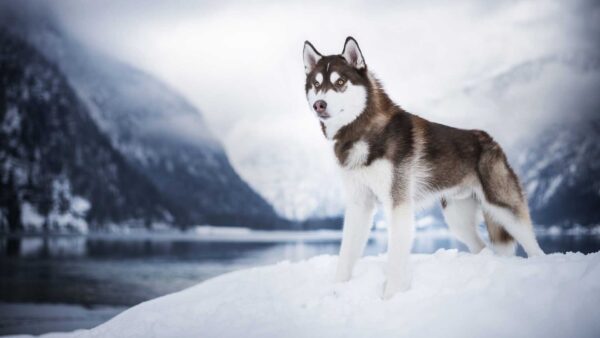 Wallpaper Standing, Covered, Snow, Siberian, Blur, Dog, Mountains, Husky, Background