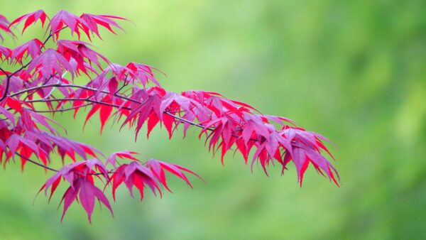 Wallpaper Nature, Background, Desktop, Red, Branches, Green, Leaves, Maple, Tree, Mobile