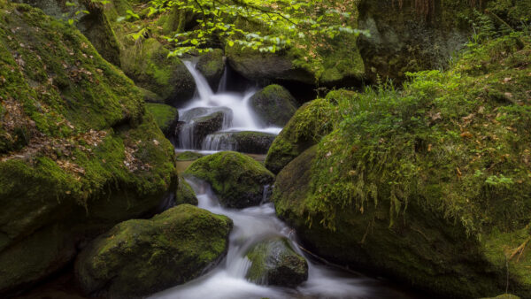 Wallpaper Covered, Stones, Stream, Algae, Water, Nature, Between, Rocks