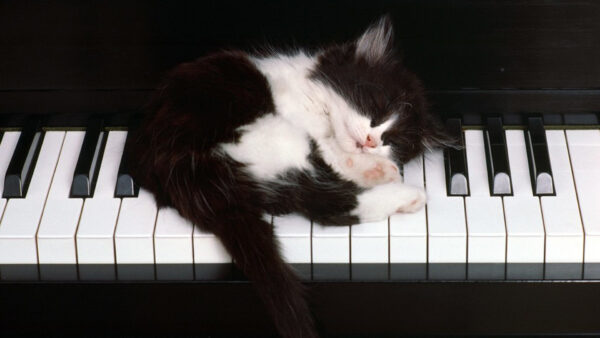 Wallpaper Black, White, Funny, Cat, Sleeping, Keyboard