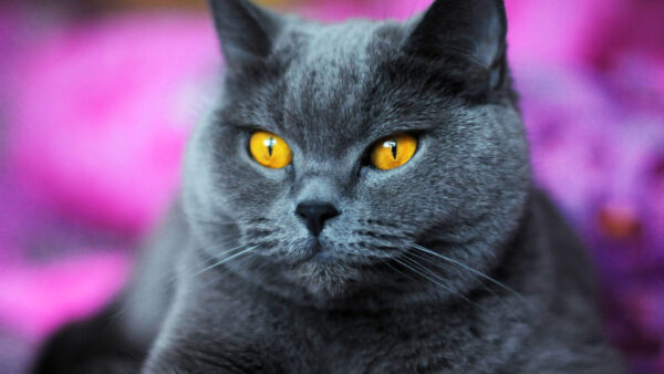 Wallpaper Stare, Blur, Girls, Cat, Grey, Purple, Color, Look, Yellow, Eyes, Background