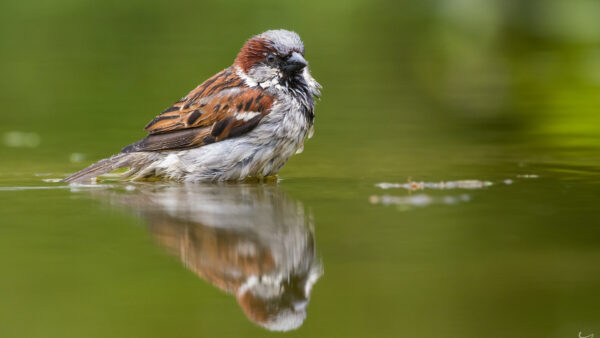 Wallpaper White, Reflection, Birds, Bird, Brown, Standing, Lake, Sparrow, With, Water