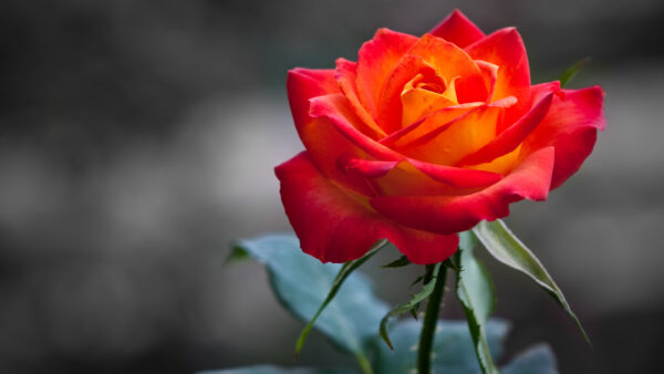 Wallpaper Rose, Orange