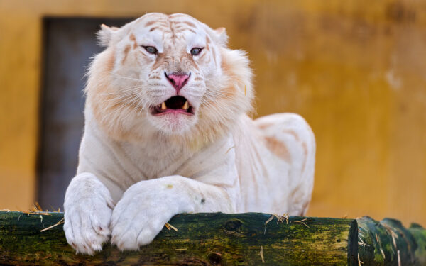 Wallpaper Tiger, Snow, White