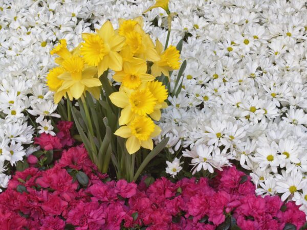 Wallpaper Brighton, Narcissus, Flowers, Daisy