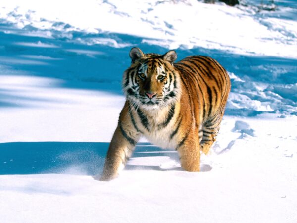 Wallpaper Tiger, Grace,, Majestic, Siberian