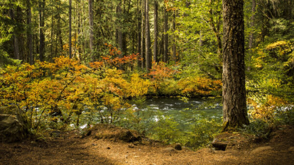 Wallpaper Green, River, Through, Mobile, Nature, Daytime, Forest, Trees, Passing, With, Desktop, Landscape, During