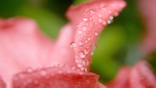 Wallpaper Wide, Drops, Flower