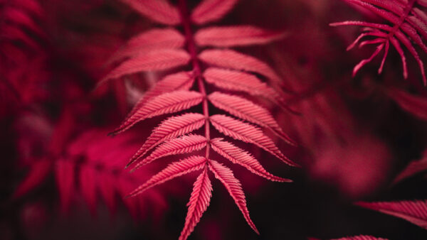 Wallpaper Red, Plant