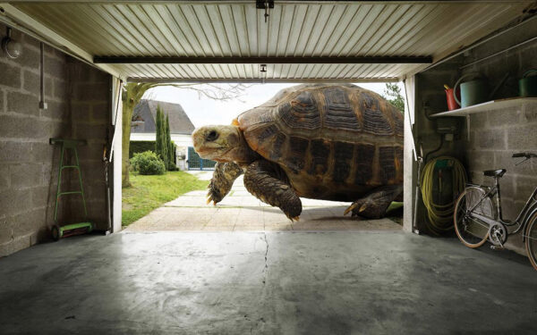 Wallpaper Huge, Tortoise