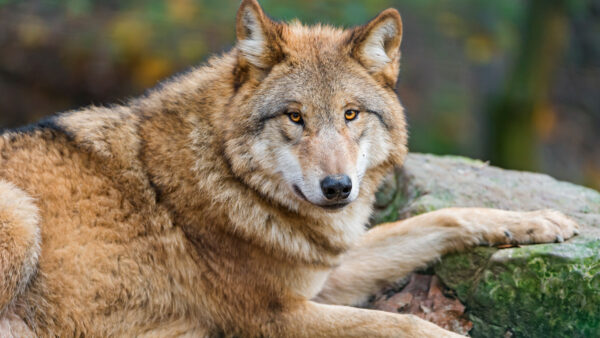 Wallpaper Download, Pc, Wallpaper, Wolf, 4k, Images, Animal, Cool, Brown, Background, Desktop, Free