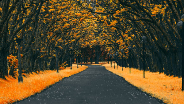 Wallpaper Trees, Nature, Road, Between, Autumn, Yellow, Mobile, Desktop