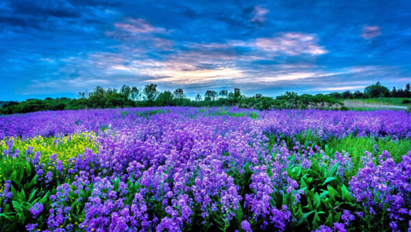 Wallpaper Field, Purple, Beautiful, Surrounded, Flowers, Trees, Green