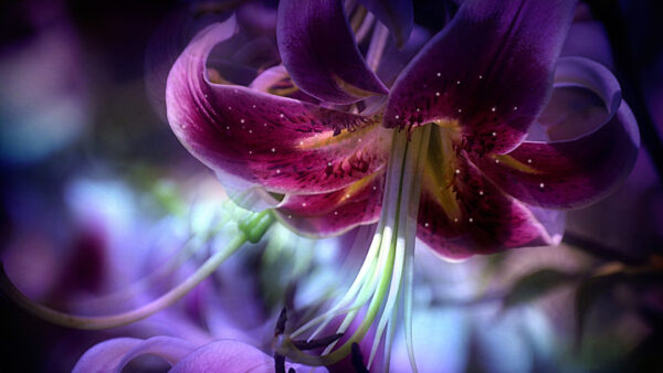 Wallpaper Desktop, Lavender, Flowers, Flower, Lilly