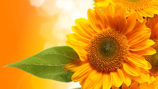 Wallpaper Flowers, Closeup, Yellow, Sunflowers, Photo, Dark, Desktop