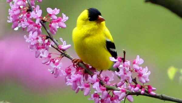 Wallpaper Birds, Bird, Flowers, Sitting, Blur, Black, Stalk, Background, Green, Yellow