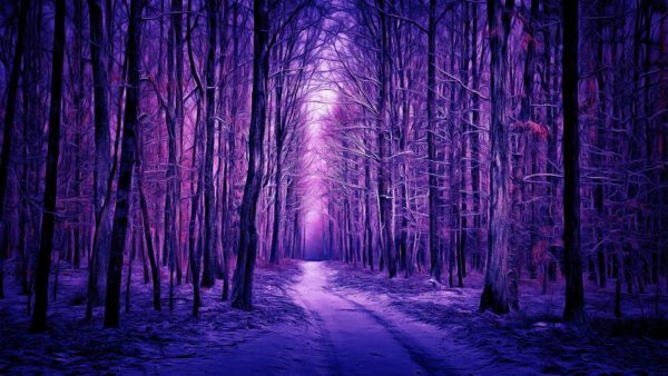 Wallpaper Purple, Trees, Path, Nature, Between, Desktop, Forest
