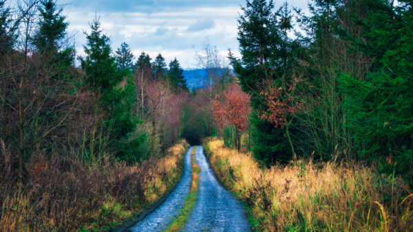 Wallpaper Blue, Landscape, Road, Sky, Mobile, Covered, Desktop, Between, Nature, View, Bushes, With, Trees, Mountain, Forest, Under