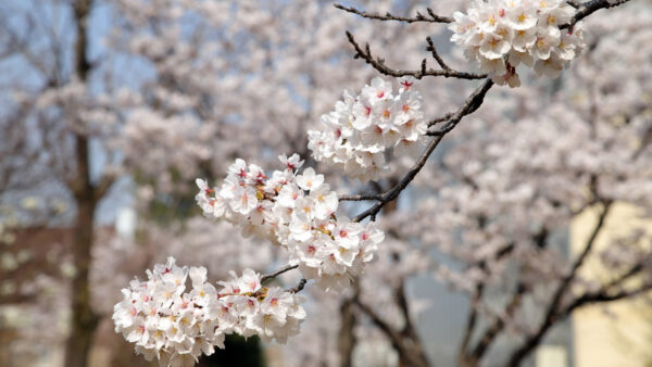 Wallpaper Spring, White, Background, Blur, Blossom, Flowers