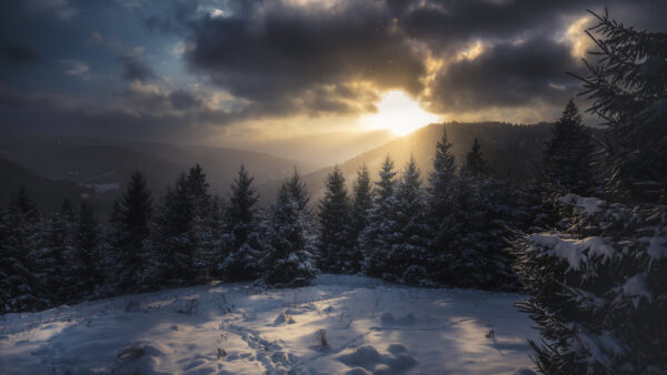 Wallpaper Mountains, With, And, Carpathian, During, Desktop, Sky, Nature, Trees, Sunlight, Winter, Cloudy, Snow, Covered