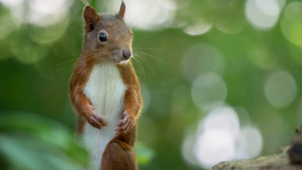 Wallpaper White, Desktop, Mobile, And, Brown, Squirrel, Fox