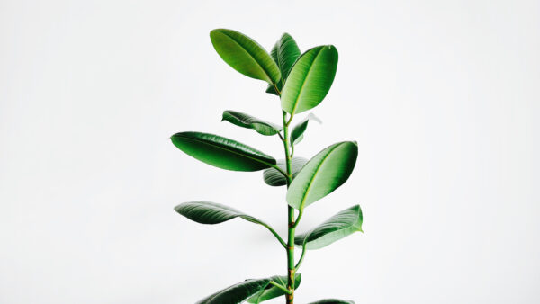 Wallpaper Leaf, Green, Plant, Desktop, Mobile