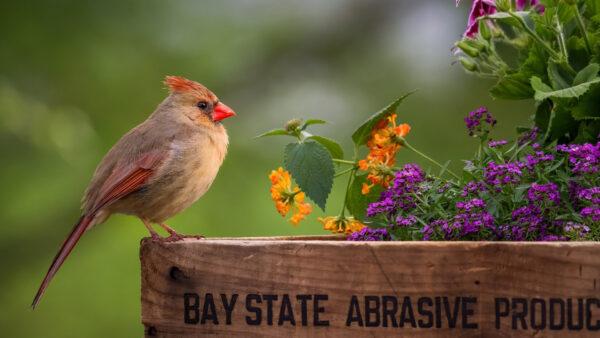 Wallpaper Desktop, Bird, Cardinal, Wildlife, Flower