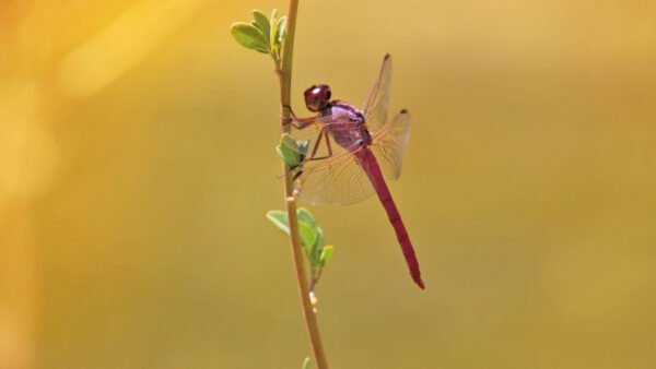 Wallpaper Branch, Plant, Animals, Desktop, Dragonfly, Mobile, Sitting