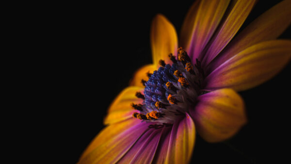 Wallpaper Background, Macro, Black, Flower, Yellow, Petals, Photography, Pink