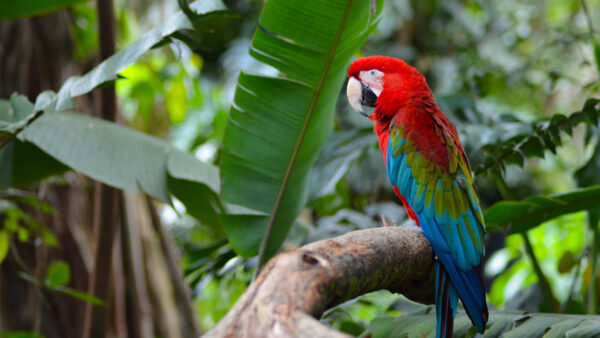 Wallpaper Red, Bird, Branch, Background, Standing, Parrot, Tree, Blur, Beautiful, Blue, Leaves, Birds, Green