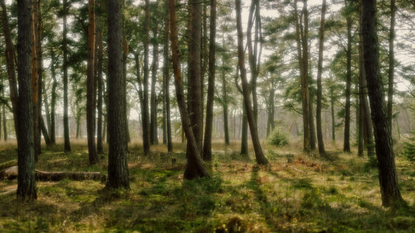 Wallpaper Nature, And, Trees, Fog, Desktop, Forest, Pine