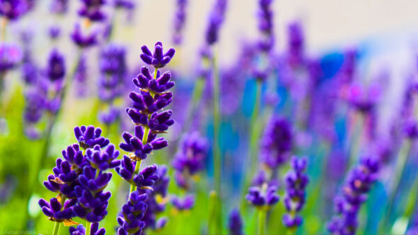 Wallpaper Flowers, Mobile, Background, Blur, Desktop, Lavender, Plants