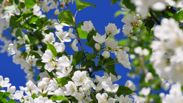 Wallpaper Spring, White, Background, Flowers, Desktop, Sky, Blossom