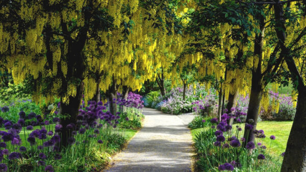 Wallpaper Purple, With, Garden, And, Yellow, Trees, Flowers