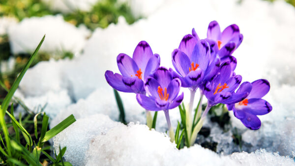 Wallpaper Surrounded, Purple, Flowers, Crocus, Snow, With