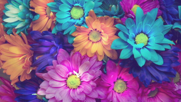 Wallpaper Colorful, Flowers, Chrysanthemum