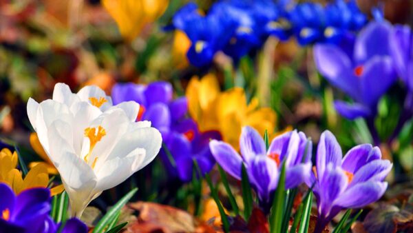 Wallpaper Desktop, Spring, Purple, Blue, White, Flowers